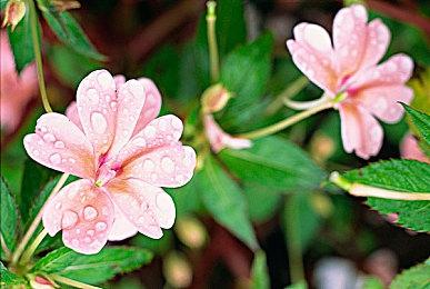 《龙珠斗士Z》官方宣布 正在对游戏的平衡性进行更新